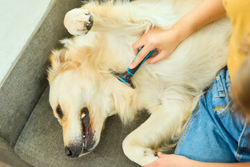Close up of a golden retriever being groomed by its owner while sitting on a soft sofa. The dog looks happy and relaxed, showcasing a loving bond between them.