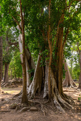 Fototapeta premium trees in the forest