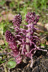 Pestwurz, Gewöhnliche, Petasites hybridus