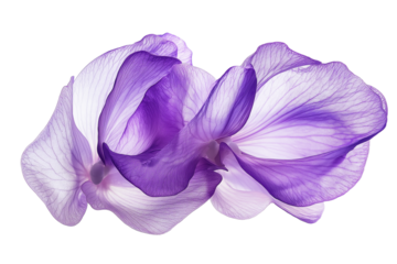 Delicate sweet pea flowers isolated on transparent white background