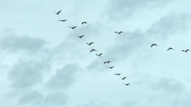Sandhill Cranes Flying in formation 2
