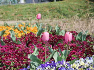 花壇に植えられているチューリップ