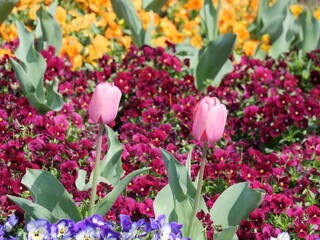 花壇に植えられているチューリップ