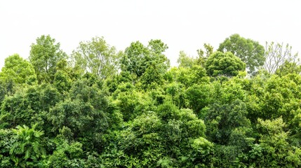 Lush Green Forest Landscape with Vibrant Foliage and Dense Canopy