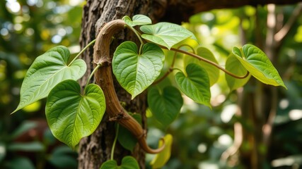 Obraz premium Tinospora Cordifolia (Giloy) Vine with Sunlit Green Leaves, Ayurvedic Medicinal Plant