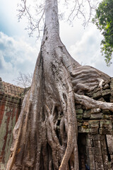 roots of tree