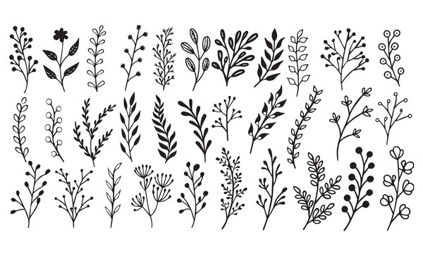 florall Vector