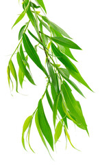 branches with green leaves. Branch with young green spring leaves. spring greenery on transparent, png