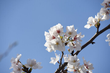 青空に桜