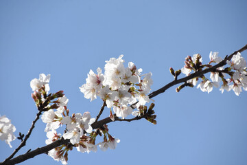 青空に桜