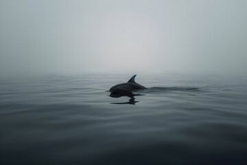 Fototapeta premium seagull on the water