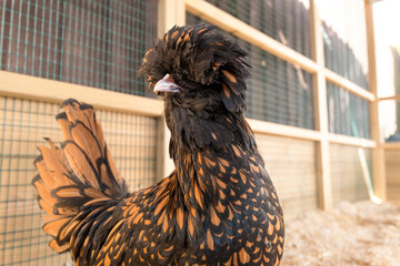 Pretty young Polish Bantam hen seen looking inquisitively at the photographer from the safety of her clean and enclosed hen house in a back yard. © Nick Beer