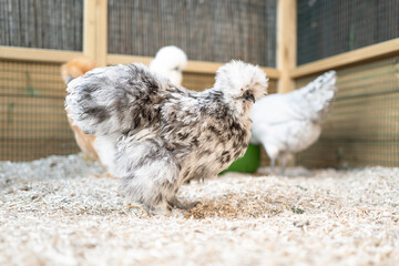 Young silkie bantam hen seen looking for food with some of her small flock in a safe, enclosed hen...