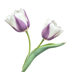 Naklejka premium Beautiful color tulip isolated on white