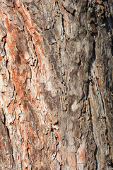 Black pine bark detail
