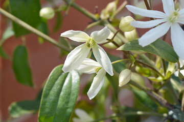 Obraz premium Armand Clematis flowers