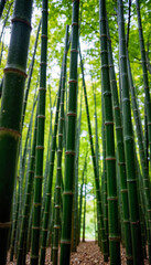 Fototapeta premium Lush bamboo stalks reaching toward sunlight in serene forest, natural beauty