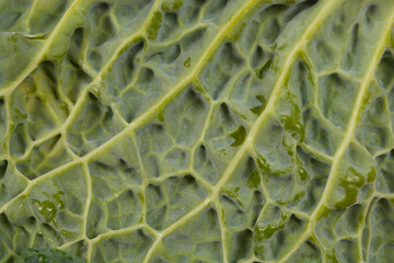 A close-up, textured image of a savoy cabbage leaf, highlighting its vibrant green color and...
