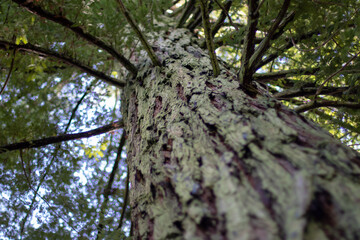 Sequoiadendron giganteum, giant sequoia, giant redwood, Sierra redwood or Wellingtonia mature tree trunk and branches natural selective focus background