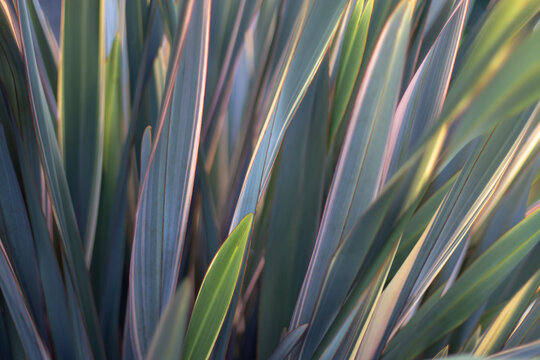 Variegated New Zealand flax leaves soft-focus abstract natural background.