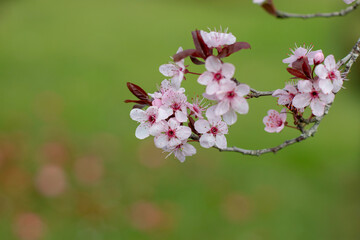 Myrobalan plum, prunus cerasifera or cherry plum pink flowering tree close-up on the blurred spring garden background