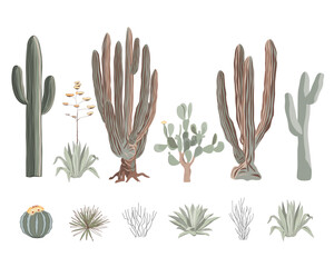 Cacti set with blue agave plants, prickly pear cactus, giant cardon, and saguaro. Vector illustration.