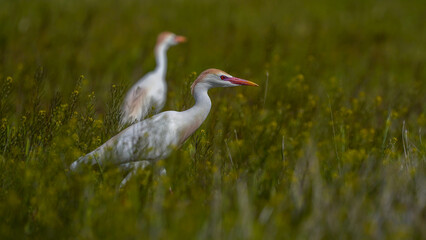 Western Cattle Egret bird on the field