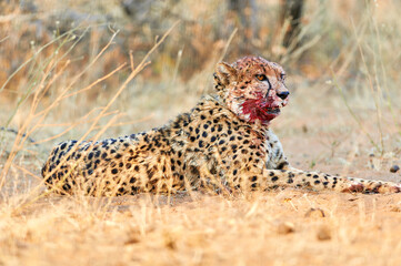 Namibia. Cheetah after a kill in Okonjima Reserve