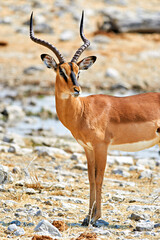Namibia. Etosha National Park. Black faced Impala