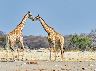 Namibia. Etosha National Park. Giraffes in the wild cuddling
