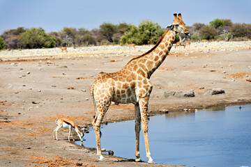 Namibia. Etosha National Park. Giraffe and black faced impala drinking at a waterhole