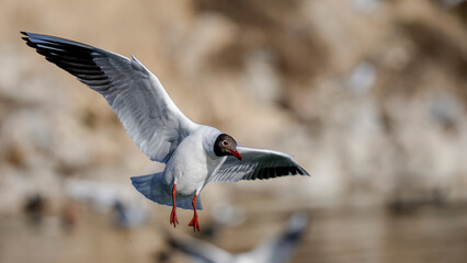 black headed gull flying over the lake