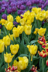 Obraz premium Blooming flowers in Keukenhof park in Netherlands, Europe