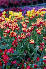 Blooming flowers in Keukenhof park in Netherlands, Europe