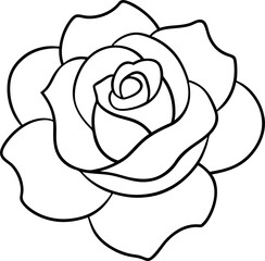 white rose on white background