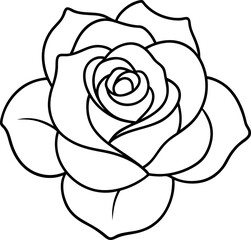 white rose on white background
