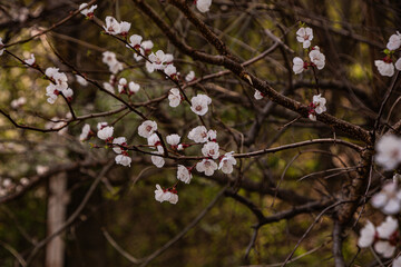 Spring Blossoms – Delicate White Flowers on a Tree Branch in Bloom