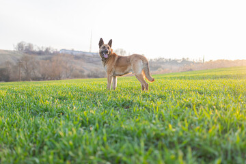German Shepherd standing against the background of a green field