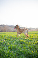 German Shepherd standing against the background of a green field