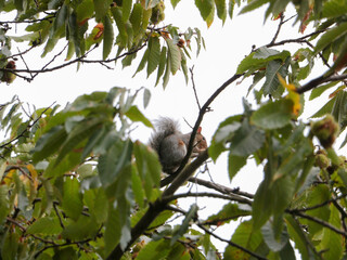 squirrel on the tree