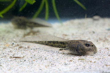 Tadpole  of edible frog  in the pond