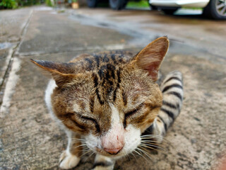 Funny Sideways Glance of Cat in Indonesia, Tulungagung city