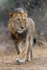 Dominant male lion hanging around in the Kruger National Park in South Africa