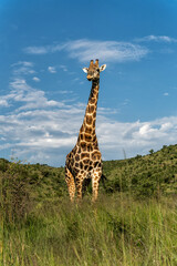 Fototapeta premium Male giraffe standing in the green grass in the green season with a beautiful sky between the mountains of Pilanesberg National Park in South Africa
