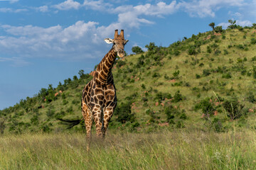 Male giraffe standing in the green grass  in the green season with a beautiful sky between the mountains of Pilanesberg National Park in South Africa