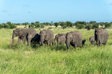 Fototapeta premium Elephant herd moving around for food and water in the Kruger National Park in South Africa