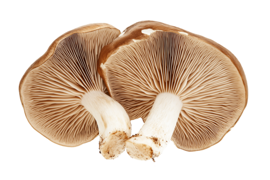Two fresh shiitake mushrooms isolated on transparent white background
