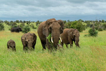 Fototapeta premium Elephant herd moving around for food and water in the Kruger National Park in South Africa