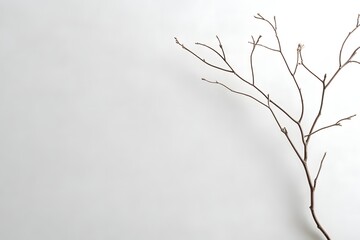 Bare Branch on White Background Minimalist Neutral Decoration Still Life
