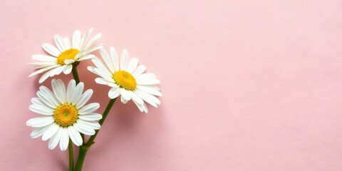 Obraz premium Delicate Daisies Arranged on a Soft Pink Background, Creating a Peaceful and Serene Floral Composition Perfect for Various Design Applications